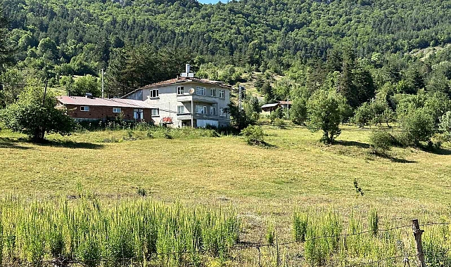 Domuzlar, canlarından bezdirdi