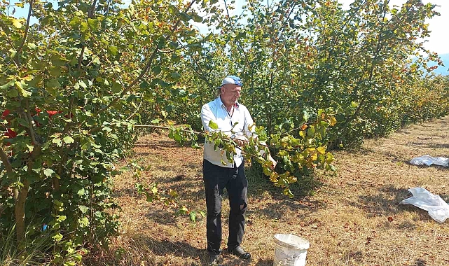 Düzce'de fındık hasadı erken başladı