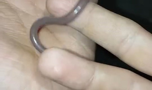 Elazığ'da iki arkadaş, Yavru yılanı ellerine alıp oynadılar