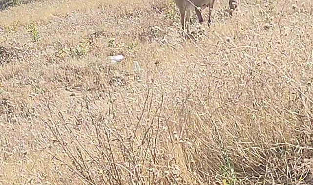 Elazığ'da nesli tükenme tehlikesi altında olan dağ keçileri görüldü