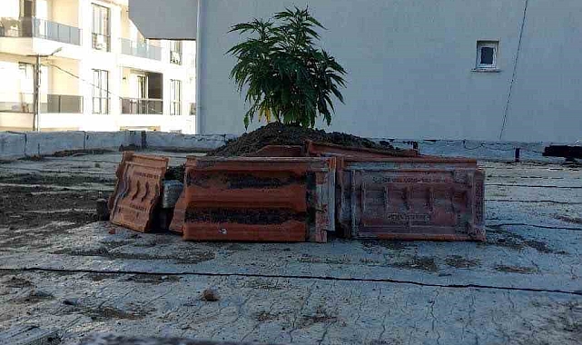 Evinin çatısında uyuşturucu madde yetiştirdi