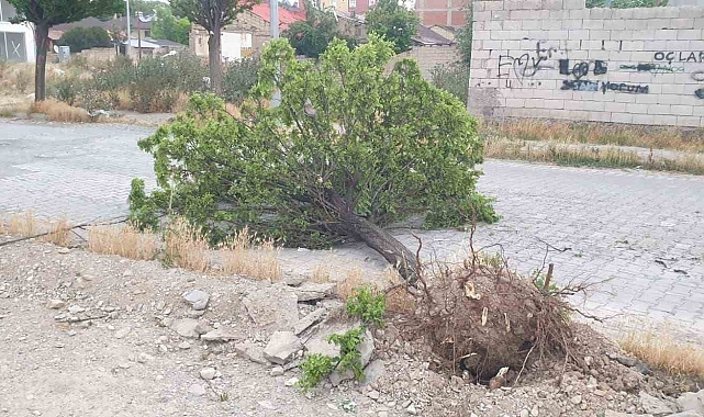 Fırtına, direkleri devirdi, ağaçlar zarar gördü