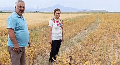 Iğdır'da ilk kez ekilen 'Aspir' bitkisinin hasat zamanı geldi