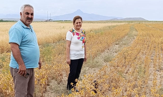 Iğdır'da ilk kez ekilen 'Aspir' bitkisinin hasat zamanı geldi