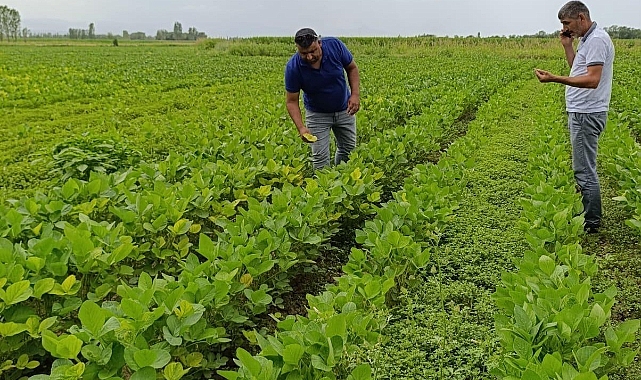 Iğdır’da soya ekim alanları kontrol edildi