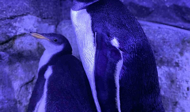 İstanbul Akvaryum'da 4 gentoo türü penguen dünyaya geldi