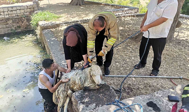 İtfaiye ekipleri, havuza düşen koyunu kurtardı