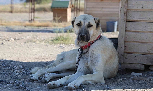 Kangallar sıcağa hızlı adapte oldu