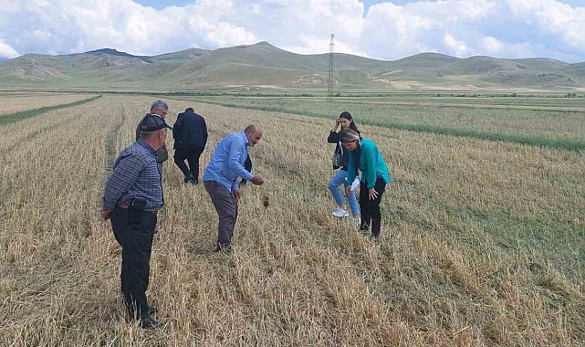 Kars'ta sağanak yağmur ekili arazilere zarar verdi