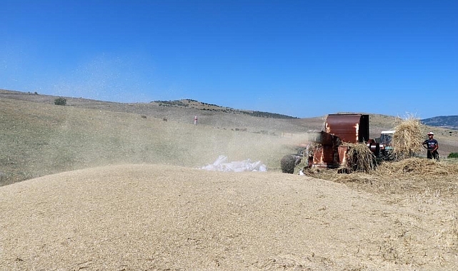 Kavurucu sıcakta kışlık yem mücadelesi