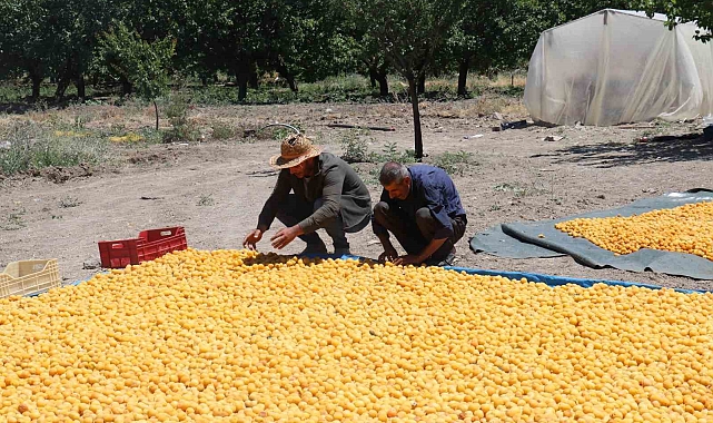 Kayısının dalından 115'den fazla ülkeye ihracat
