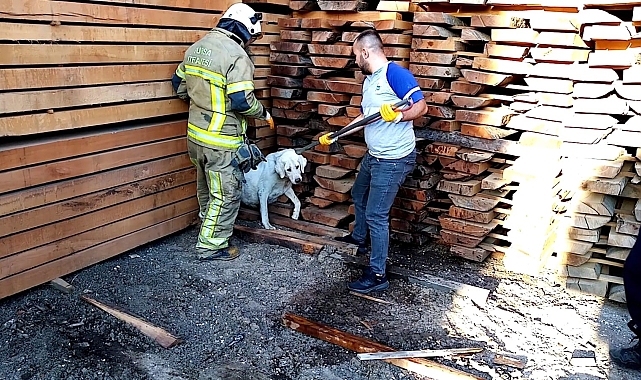 Kerestelerin arasında sıkışan köpek, 2 saat süren çalışması sonucu kurtarıldı