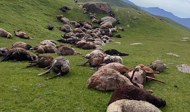 Kırgızistan'da yıldırım düşmesi sonucu, 250 koyun telef oldu