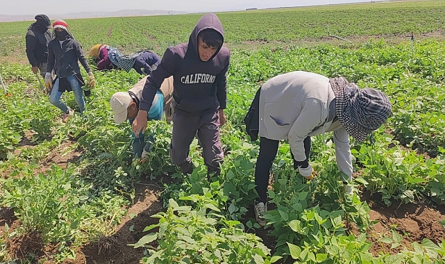 Mevsimlik tarım işçileri, kavurucu sıcakta ekmek parası için ter döküyor