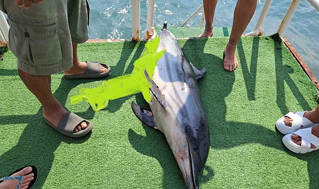 Ölü yunus karaya vurdu