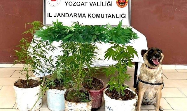 Saksı içerisine ekilmiş 27 kök kenevir ele geçirildi