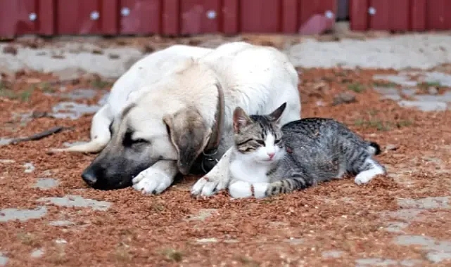 Sokak hayvanları için kısırlaştırma çağrısı
