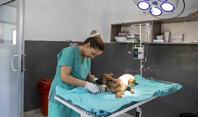 Terk edilen köpeğin bakımevindeki tedavisi devam ediyor