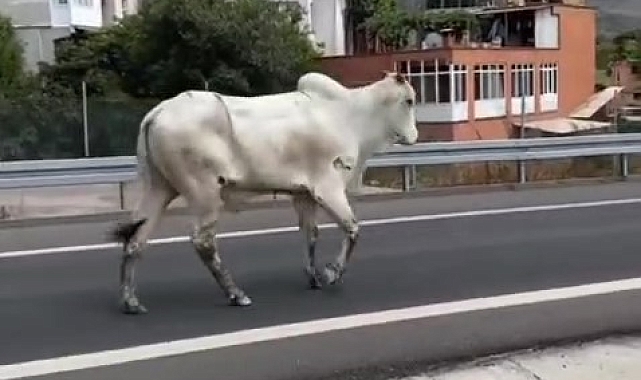 Tırın dorsesinden kaçan angus kovalamacası denizde bitti