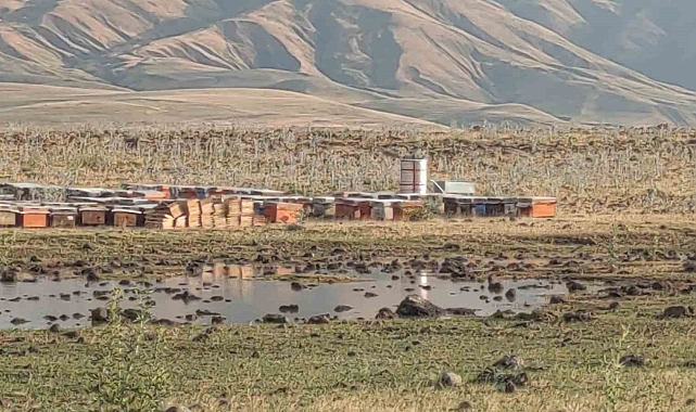 Van'da etkili olan sağanak yağmur arı kovanlarına zarara verdi