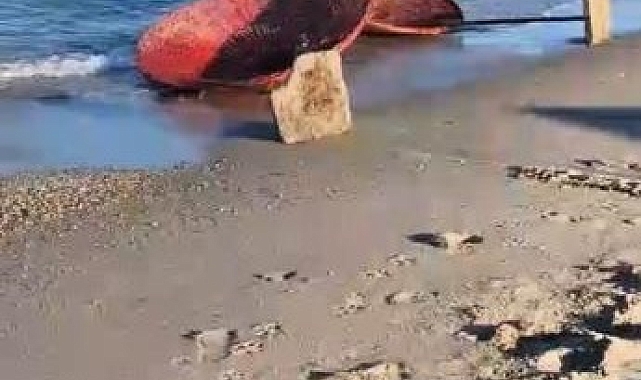Vandalların son hedefi Marina Halk Plajı oldu