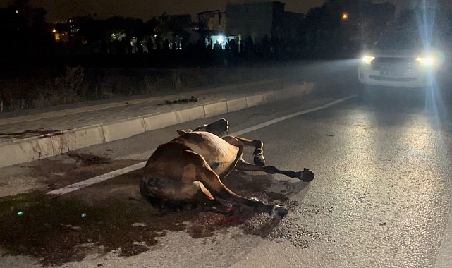 Vicdansız sürücü, ata çarpıp kaçtı