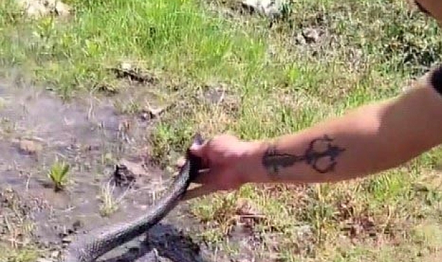 Yılancı Kemal'den, Yılanlara, "insanlardan uzak dur" nasihati