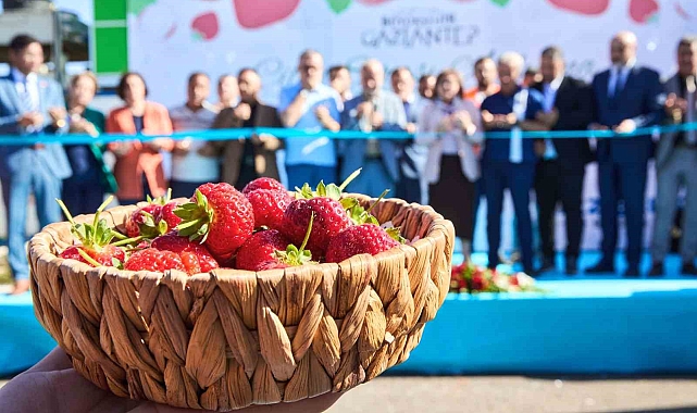 Yılda 8 ton arası çilek üretilecek