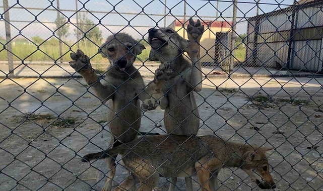 100'e yakın yaban hayvanı tedavi edilerek birçoğu doğal yaşama bırakıldı