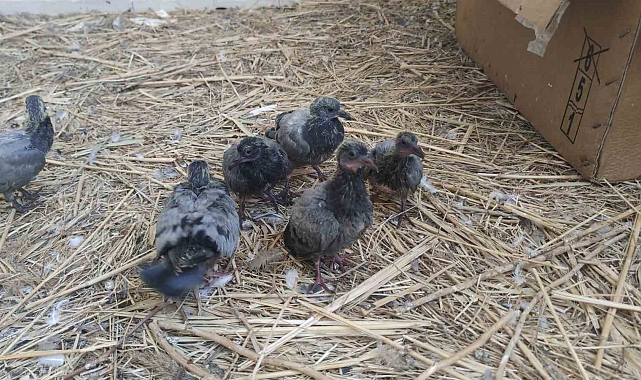 20 yavru güvercin şırınga ile besleniyor
