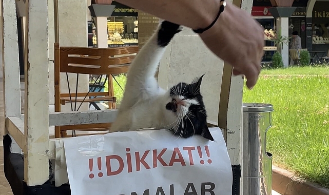 Adana'nın asabi kedisi 'Kızım' psikopat çıktı