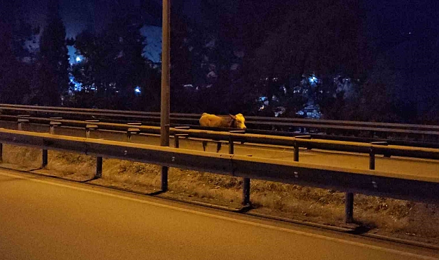 Ahırdan kaçan büyükbaş hayvan trafiği tehlikeye soktu