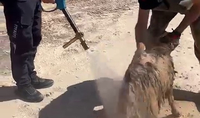 Alt yapı kanalına düşen keçiyi itfaiye kurtardı
