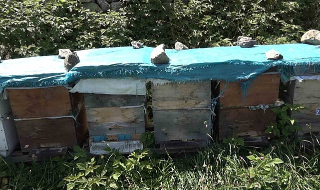 Anzer Balı'nda sağım tamamlandı