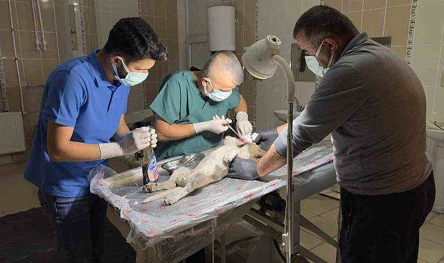 Aracın çarptığı yavru köpekler için belediye ekipleri seferber oldu