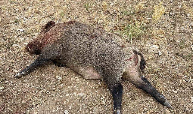 Avcılar 234 kiloluk yaban domuzu avladı