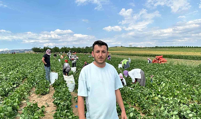Bursa'da fasulye üreticileri fiyatlardan yana dertli