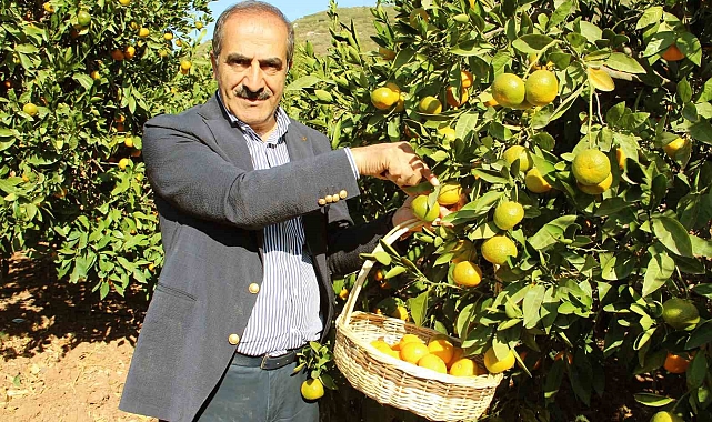 Ege'nin Narenciye Deposu 'Muğla' 136 Bin Tondan 127,5 Bin Tona Düştü