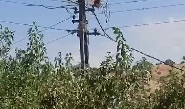 Elektrik direği üzerinde bulunan leylek yuvası alev alarak yandı