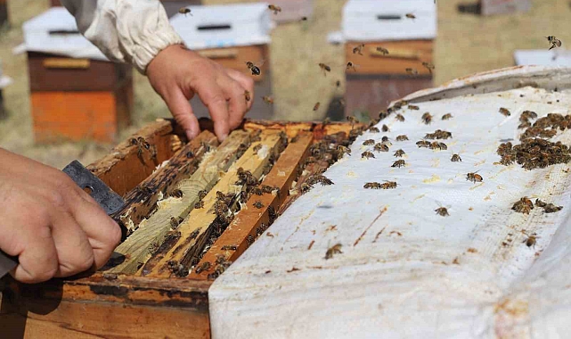 Erzincanda "tatlı" hasat telaşı başladı
