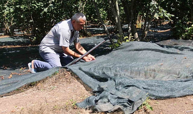 Fındığın hasadında kullanılan file sistemi yaygınlaşıyor