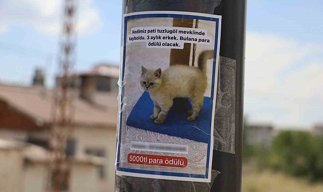 Her yerde arıyor, bulana ödül verecek