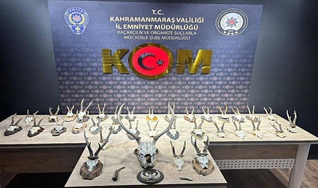 Kahramanmaraş'ta karaca ve geyik trofesi kaçakçılığı operasyonu