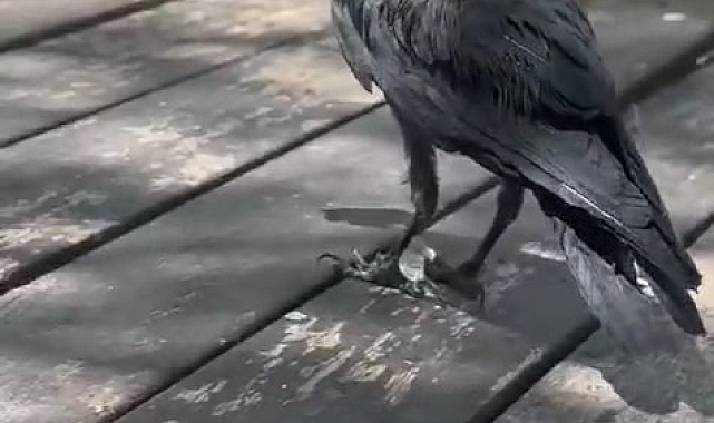 Kahvaltıya ortak olan karga, kameraya yansıdı