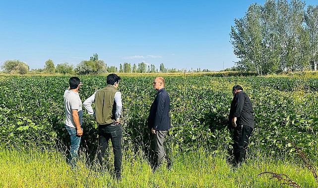 Karakoyunlu Kaymakamı Yavuz, İlçede ilk kez ekilen soya fasulyesi tarlasını gezdi
