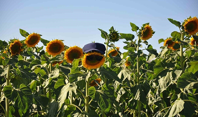 Kars'ta ayçiçeği tarlaları çiçek açtı