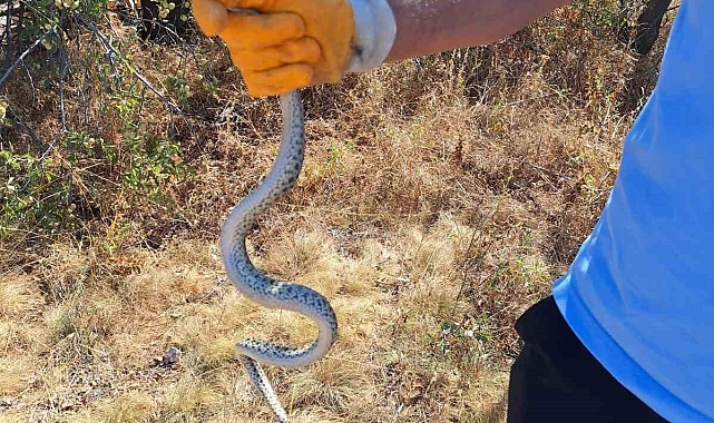 Kazı çalışmaları sırasında bir küp içerisinde yılan çıktı