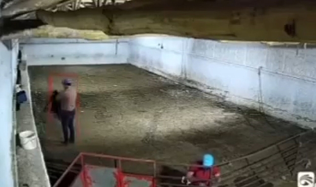 Koyun hırsızlarının rahat tavrı pes dedirtti