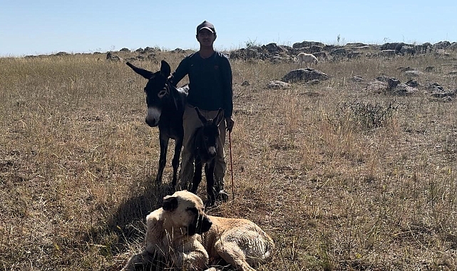 'Kral' bu kez sürünün eşeğine sahip çıktı