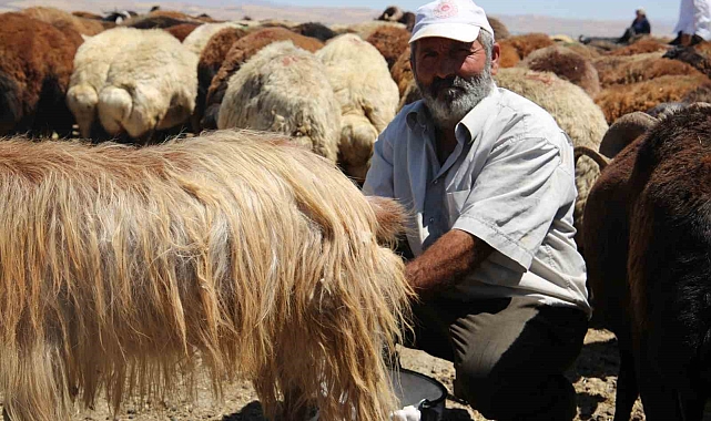 Muş Ovası'nda kadınlar değil erkekler sağım yapıyor